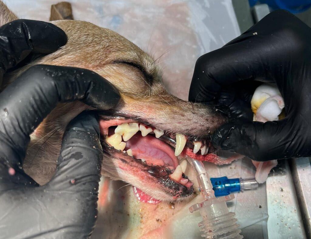 Cirugia para perros en Valencia - AMIVET