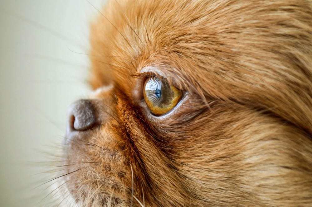 Oftalmologia para perros en Meliana - AMIVET