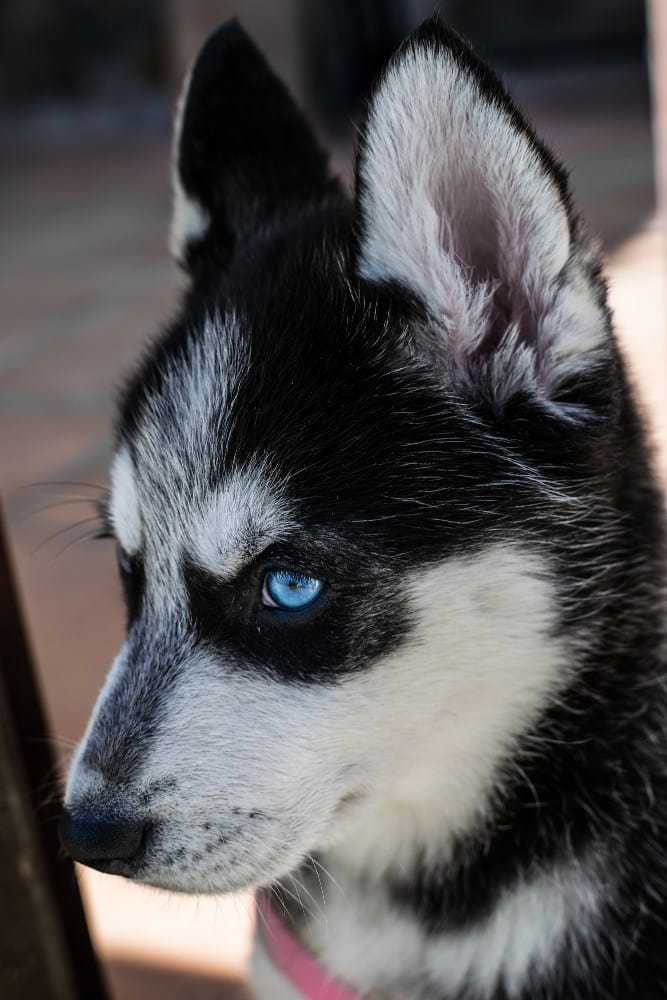 Oftalmologo veterinario especialista en Mislata - AMIVET