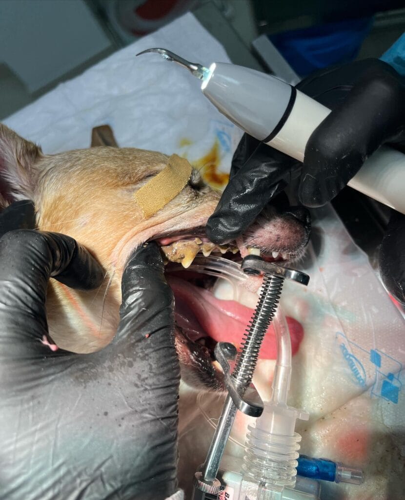 Operaciones quirurgicas de tejidos blandos para perros en Valencia - AMIVET