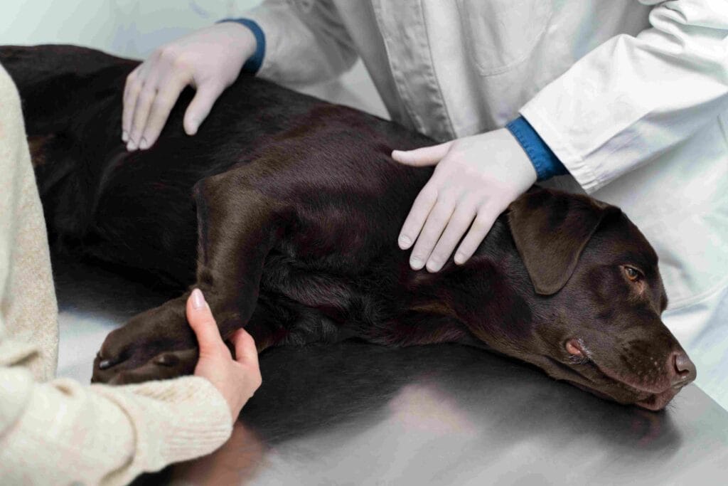 Recuperacion del animal postquirurgico en Mislata - AMIVET