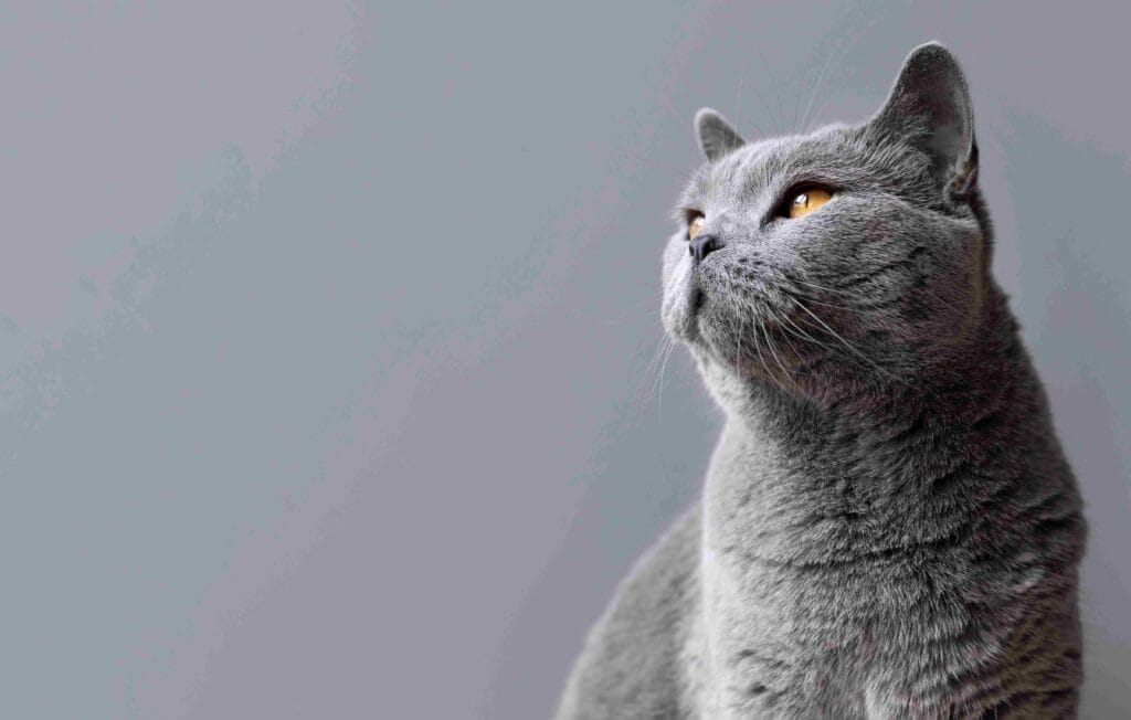 Veterinario felino en Mislata - AMIVET